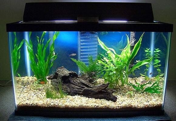 cara membuat aquarium